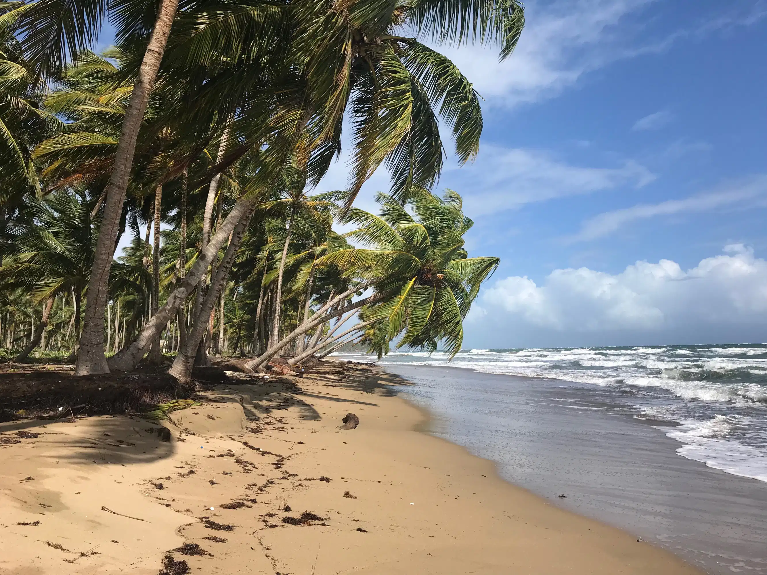 Ramos y centros de navidad