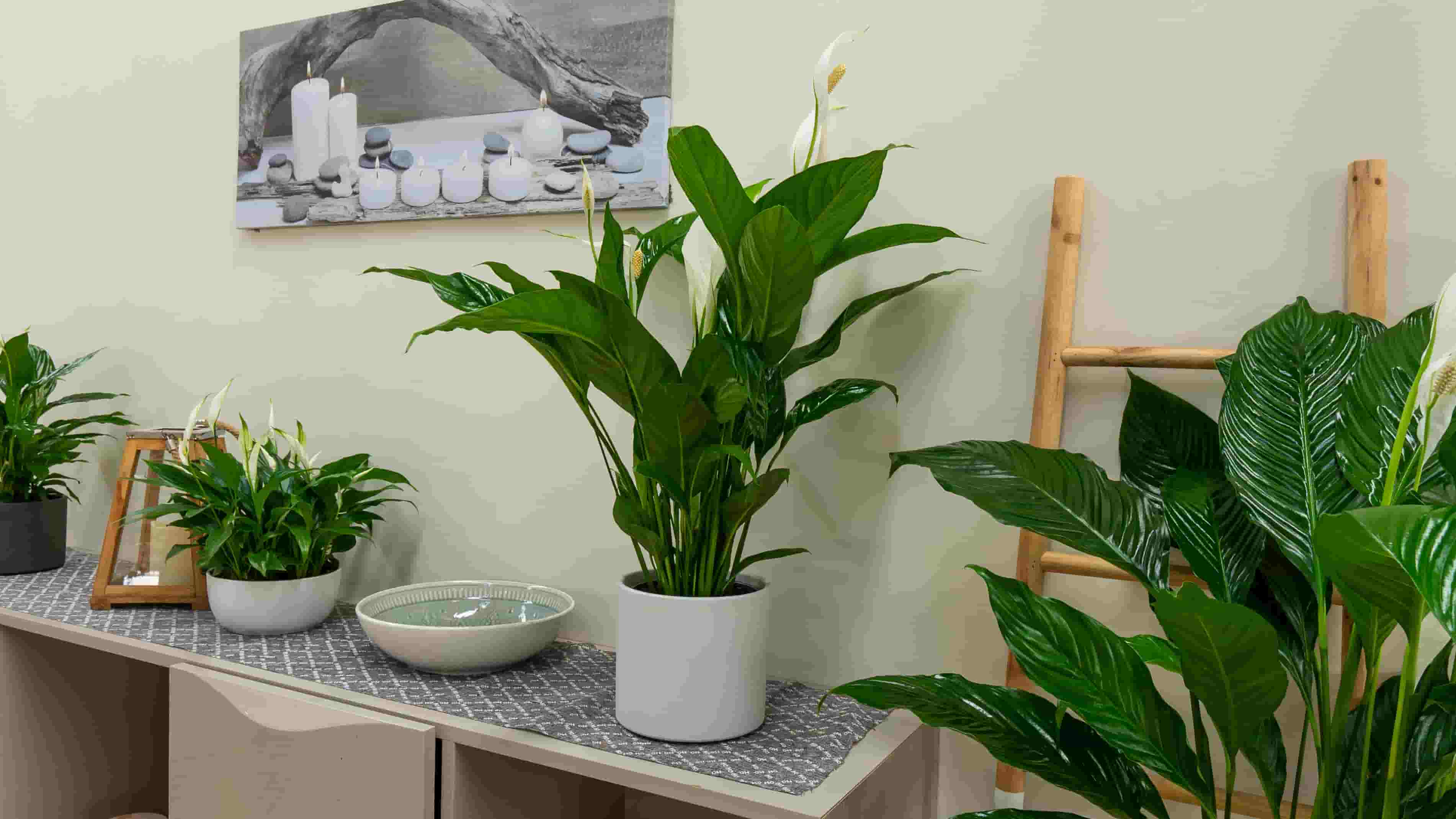 Living plantas de interior