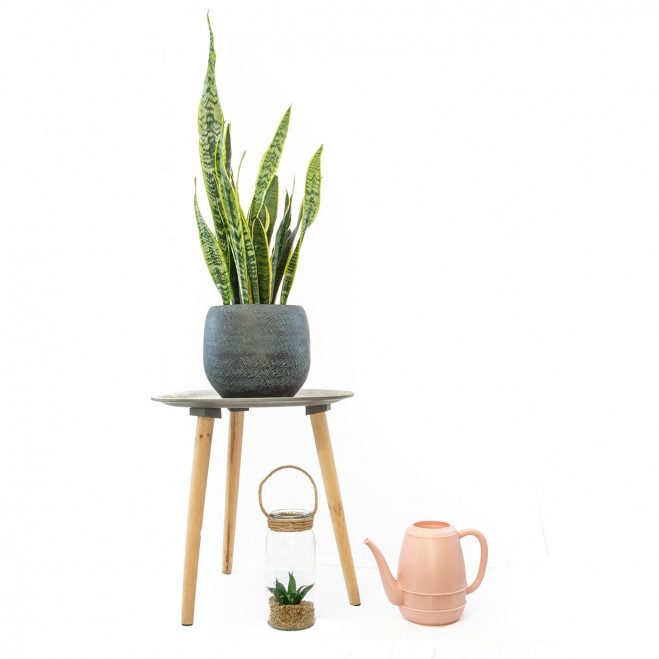 Planta de fácil cuidado