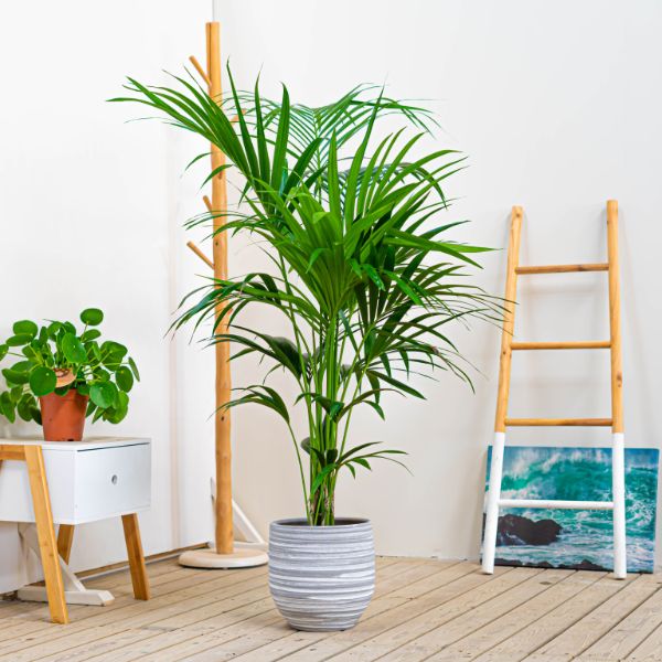 Ideal planta de interior