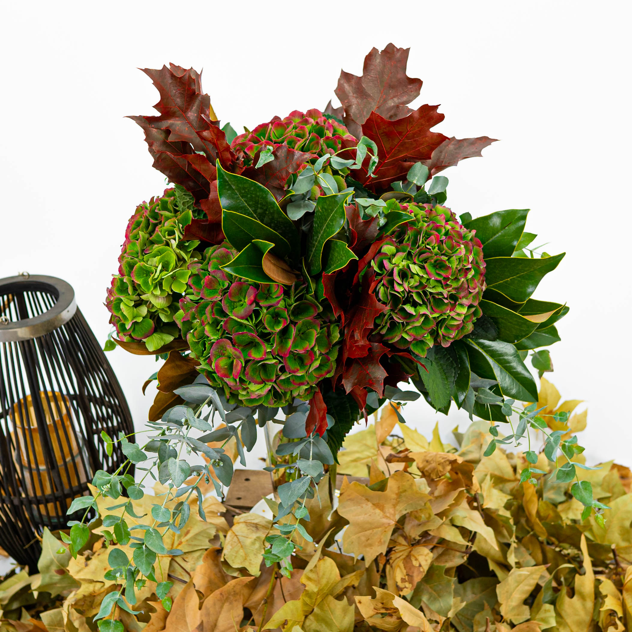 hortensias navideñas