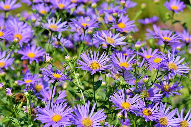 jardin con aster