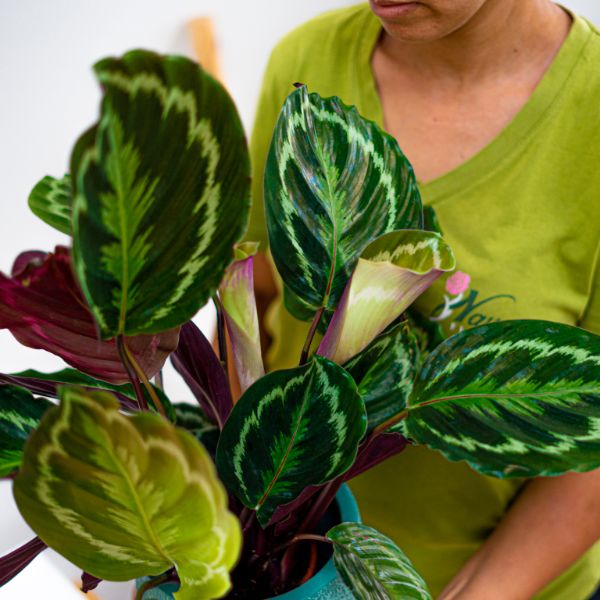 Planta Calathea de hojas grandes