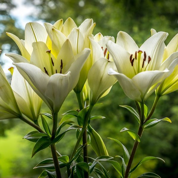 lirios para comunion