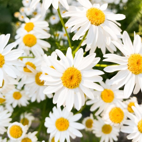 margaritas blancas para comunion