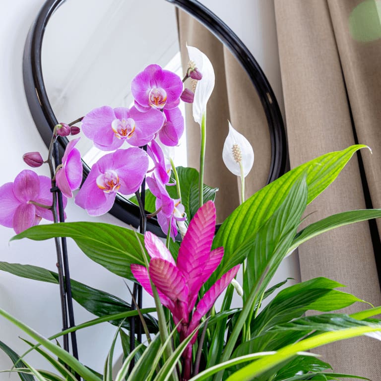 Plantas y flores para las madres