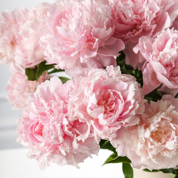 flor peonia mes de mayo