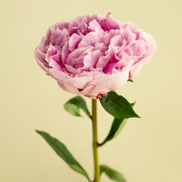 peonia rosa