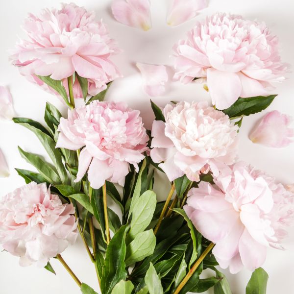 peonias cortadas