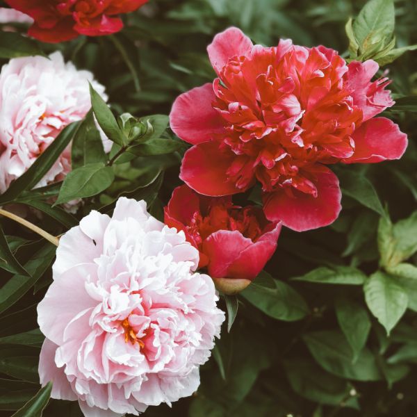 peonia roja