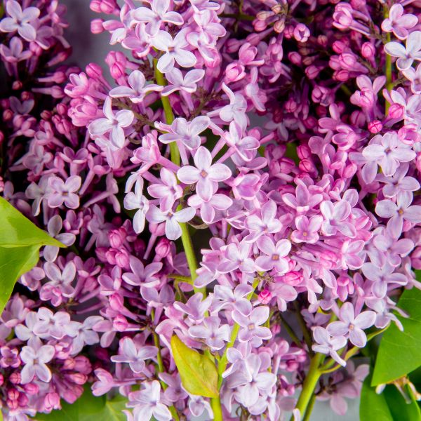 flor lilas aromaticas