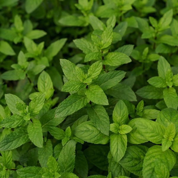 menta planta aromatica