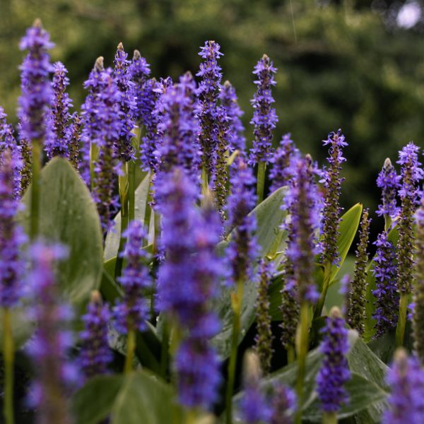 lavanda fragancia