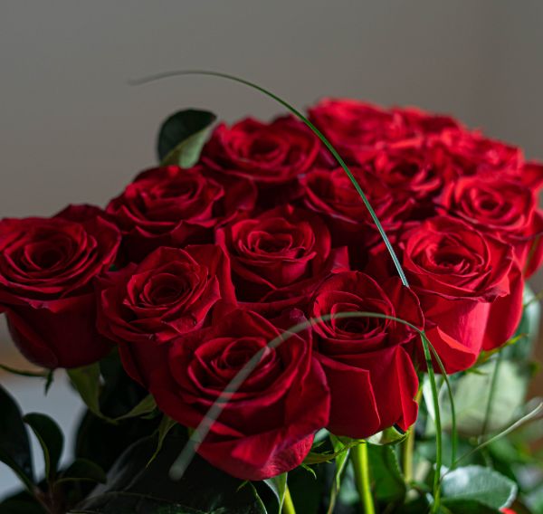 rosas rojas