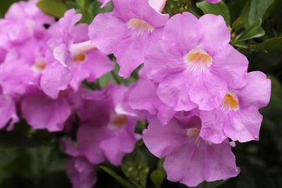 bignonia flor trompeta