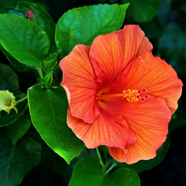 hibiscus