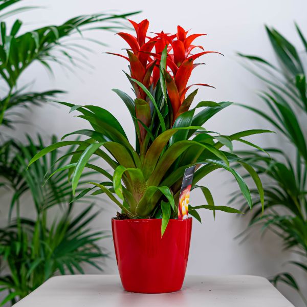 Bromelia segura para mascotas