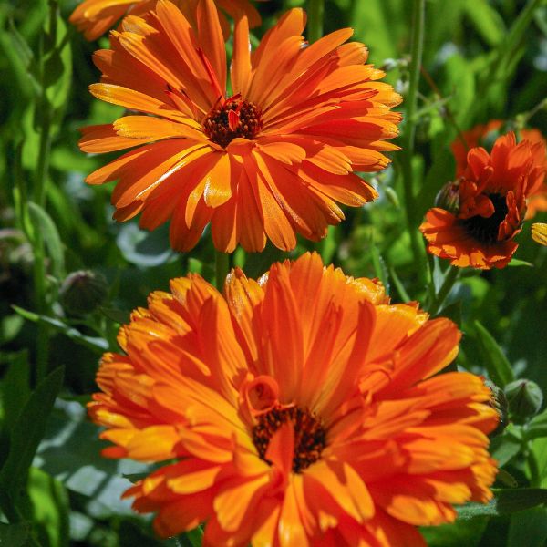 Calendula naranja