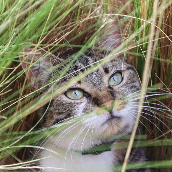 Hierba gatera y gato