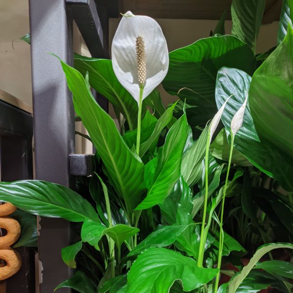 Lirio toxico para mascotas