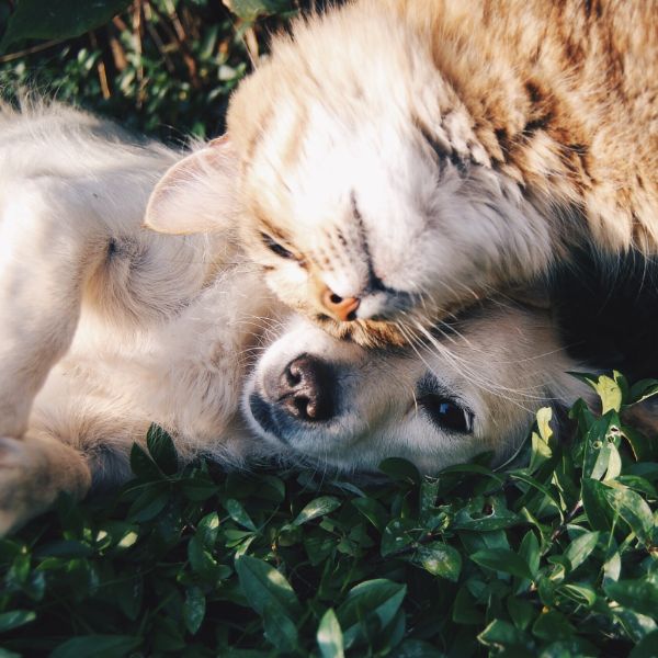 Plantas no tóxicas para mascotas