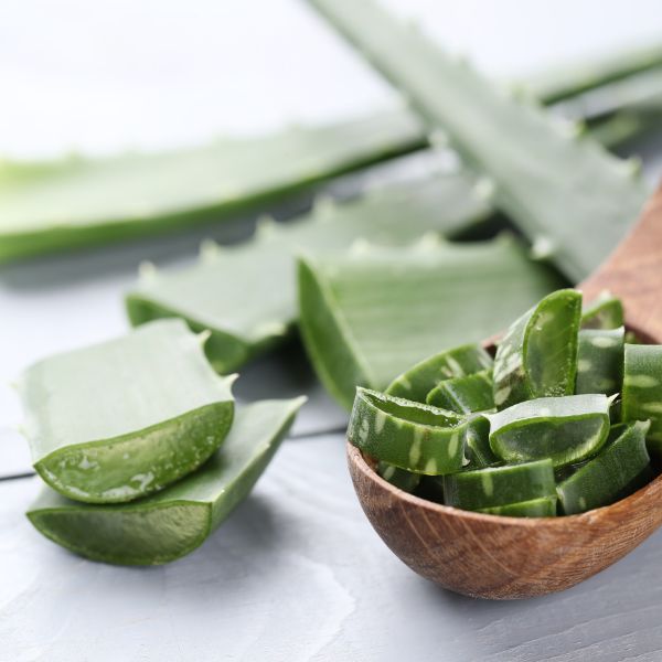 Aloe vera no toxica para mascotas