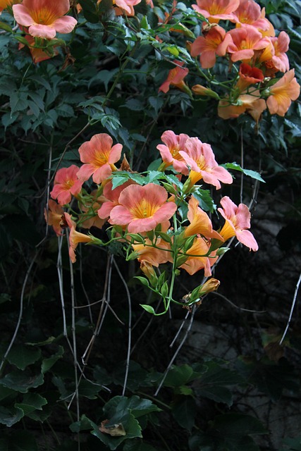 campsis flores en trompeta