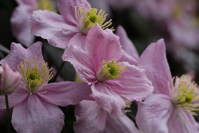 clematis rosa