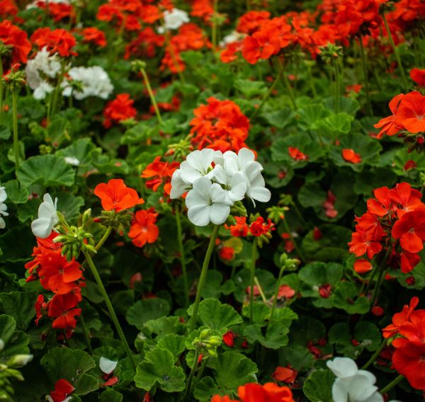 Geranio rojo y blanco