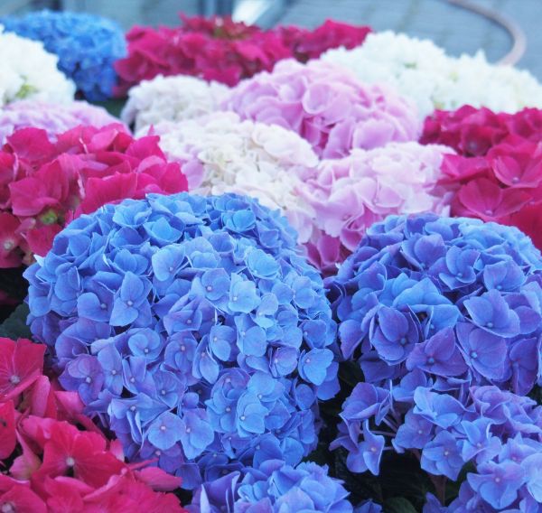 Hortensias coloridas