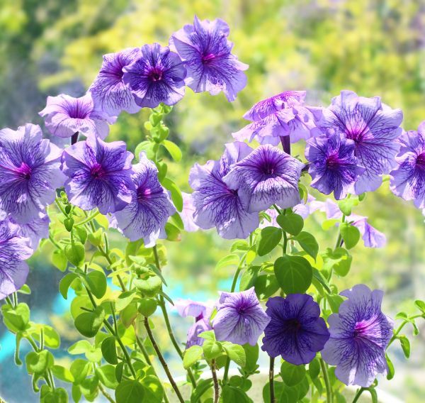 Plantas florecen en primavera