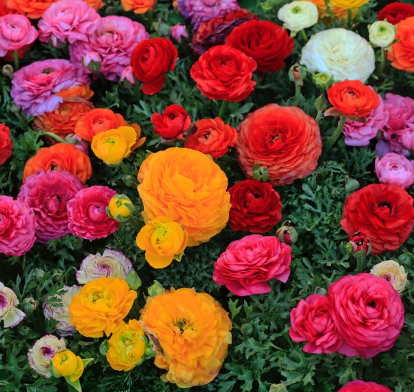 Ranúnculo coloridos