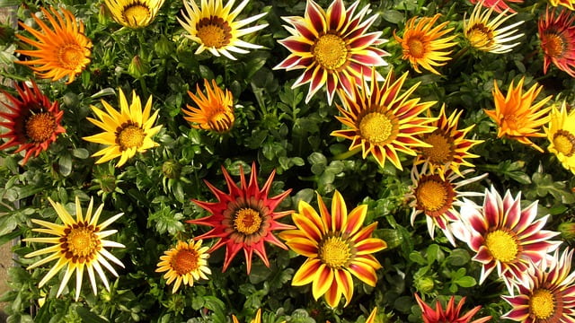 gazania resistente al calor