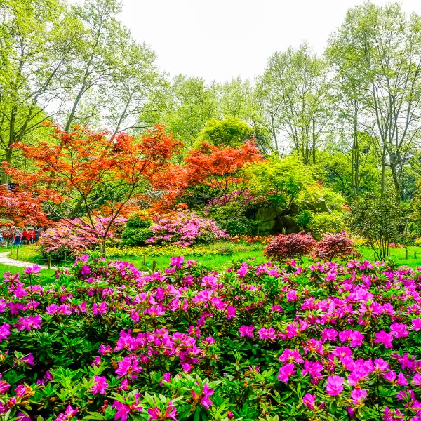 plantas resistente al sol