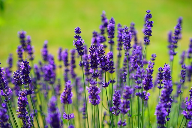 lavanda lila