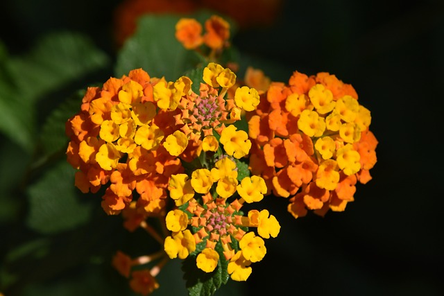 lantana planta resistente 