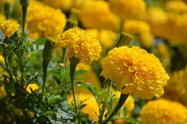 tagetes amarillo