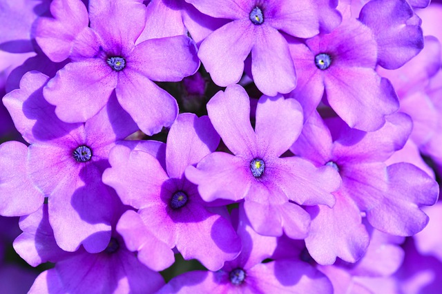 verbena