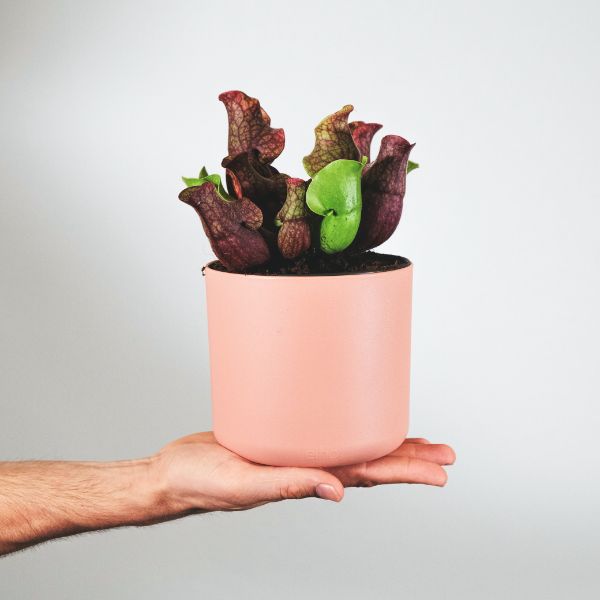 como cuidar plantas carnivoras