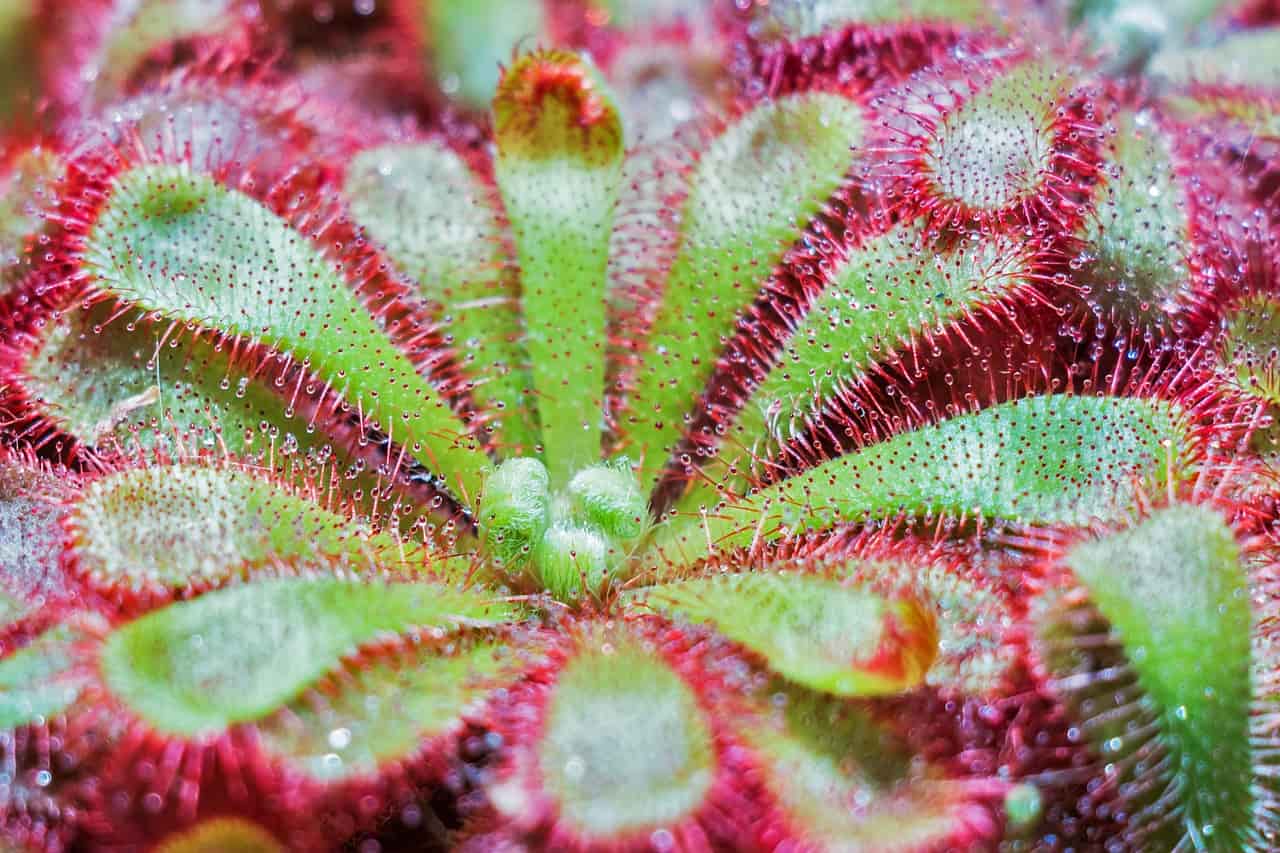 planta carnivora roja