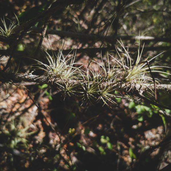 plantas de aire en bosque