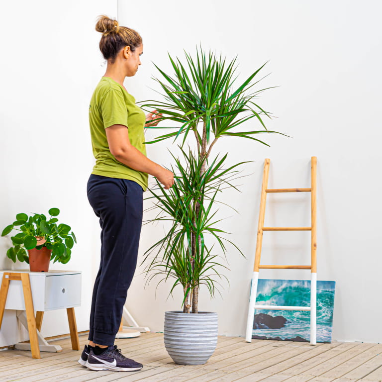 marginata planta para el rincon