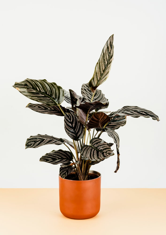 calathea