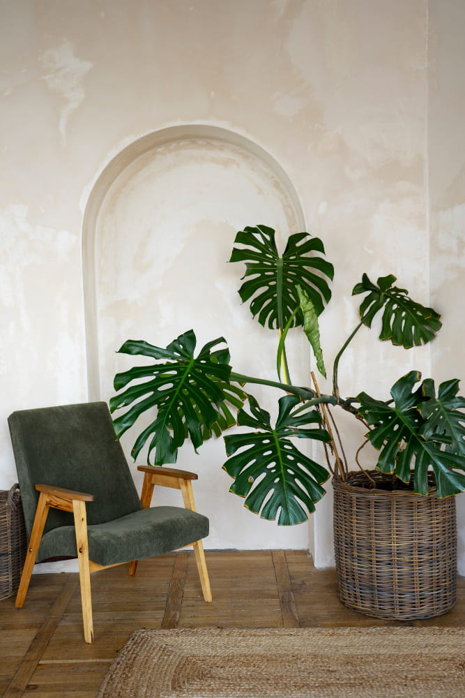 monstera planta para decorar el hogar
