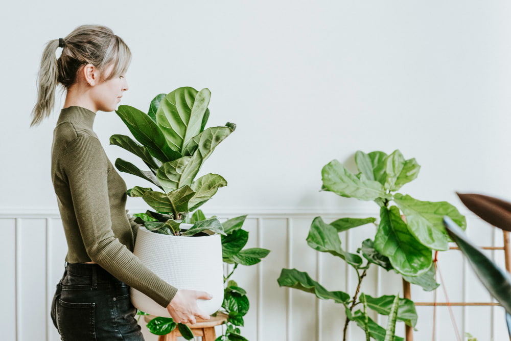 mujer sosteniendo un ficus