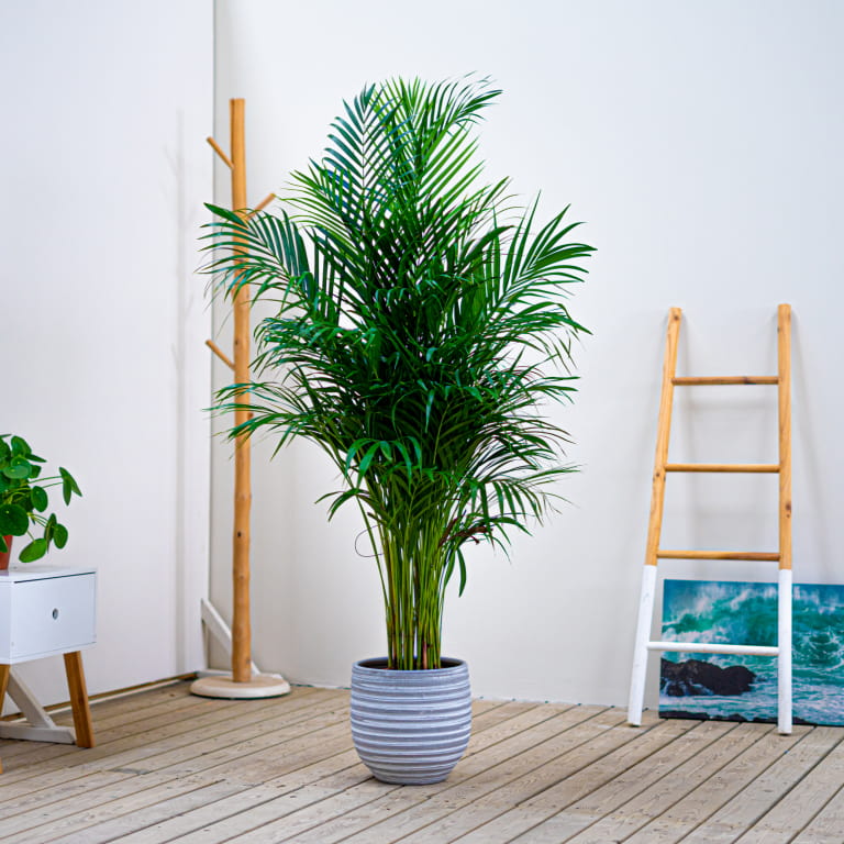 planta areca en el hogar