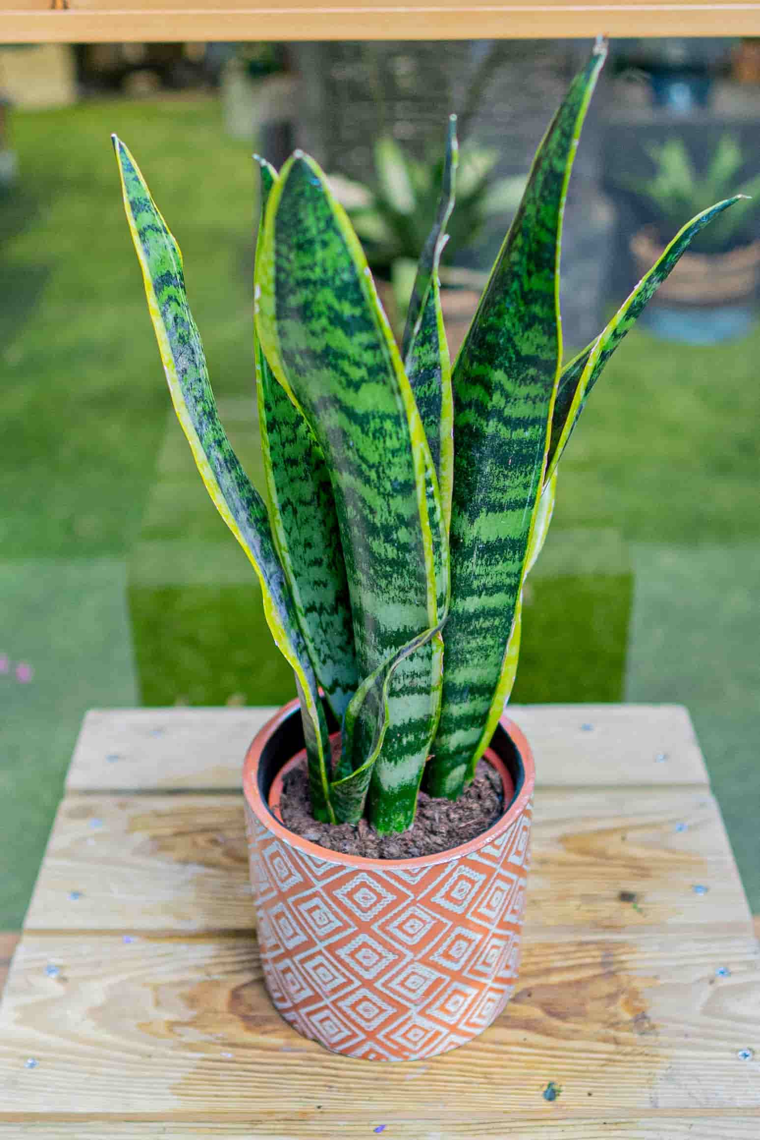 Sansevieria