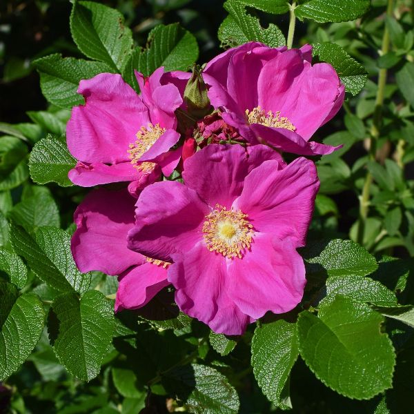 rosa rugosa
