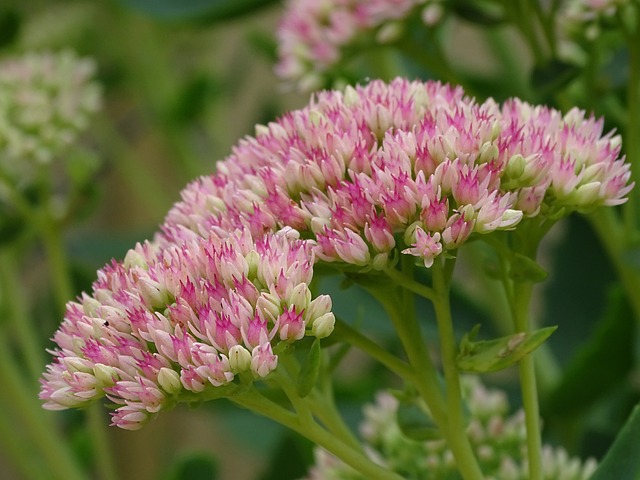 sedum
