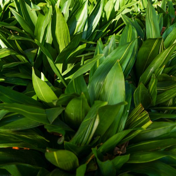 aspidistra 